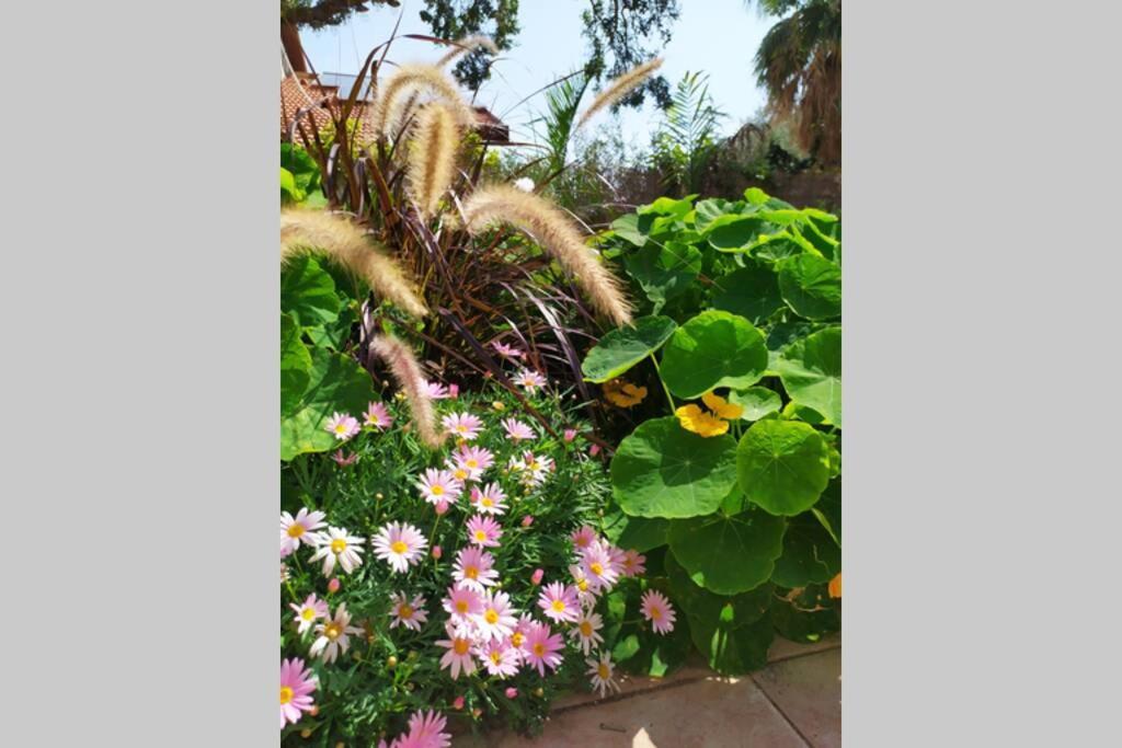 Eilat Stone - Patio אבן אילת - פטיו Διαμέρισμα Εξωτερικό φωτογραφία