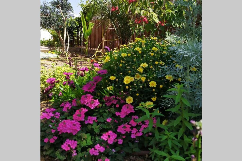Eilat Stone - Patio אבן אילת - פטיו Διαμέρισμα Εξωτερικό φωτογραφία